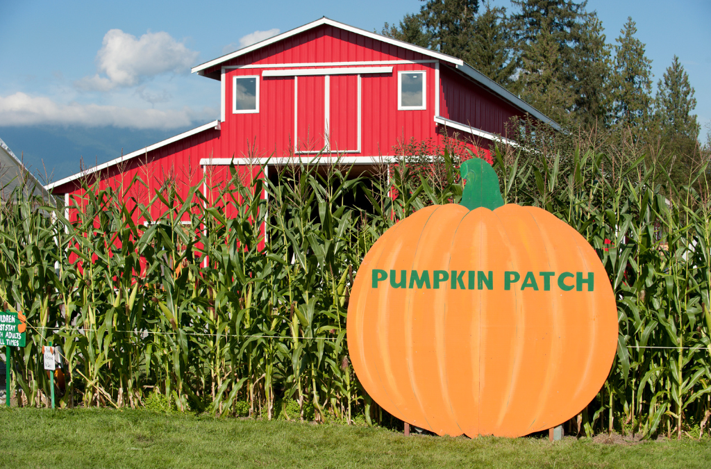 6 Epic Pumpkin Patches in Maryland and Virginia